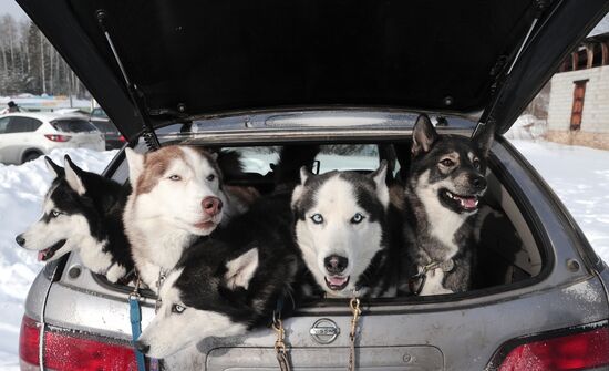 Russia Sled Dog Racing Cup