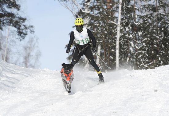 Russia Sled Dog Racing Cup