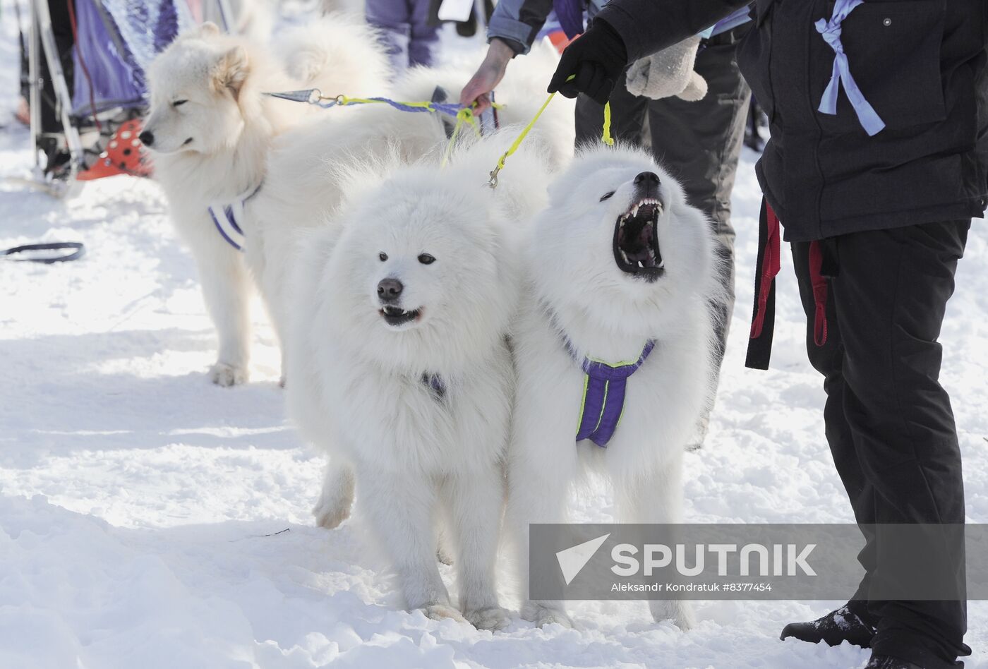Russia Sled Dog Racing Cup