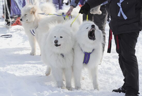 Russia Sled Dog Racing Cup