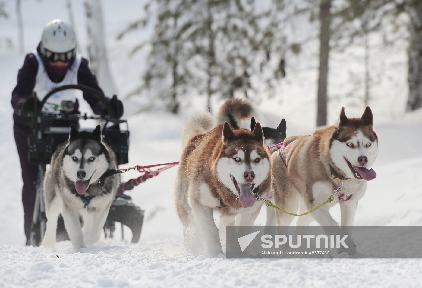Russia Sled Dog Racing Cup