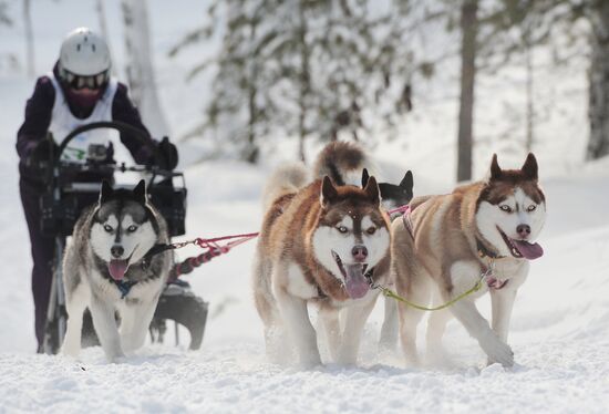 Russia Sled Dog Racing Cup