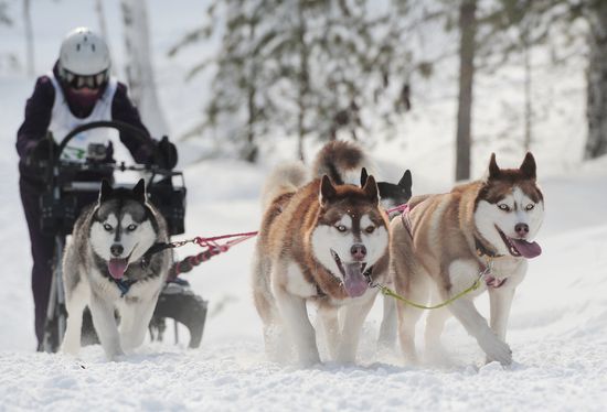Russia Sled Dog Racing Cup