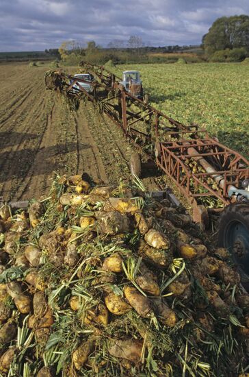 Vladimir Lenin Collective Farm in Gorki
