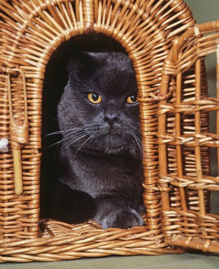 Cat collection