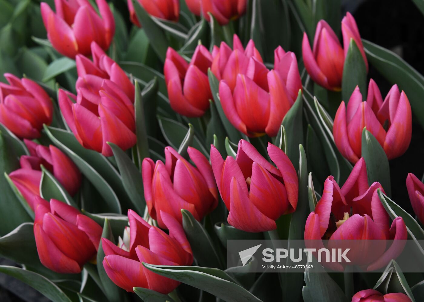 Russia Women's Day Preparations