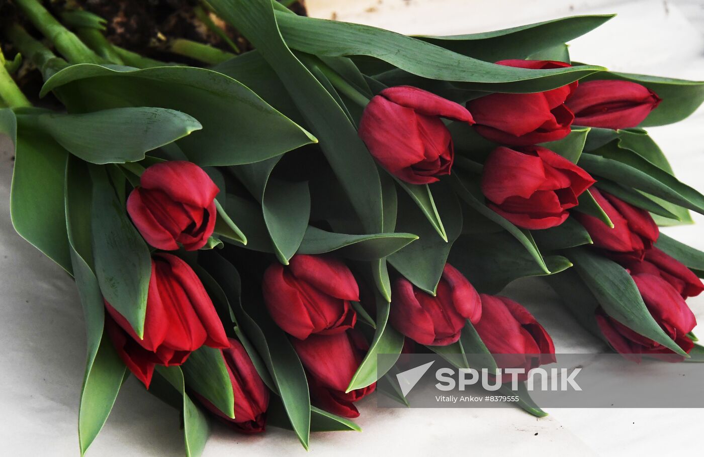 Russia Women's Day Preparations