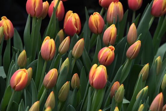Russia Women's Day Preparations