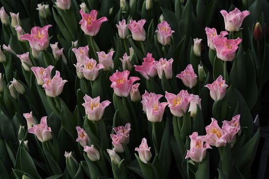 Russia Women's Day Preparations