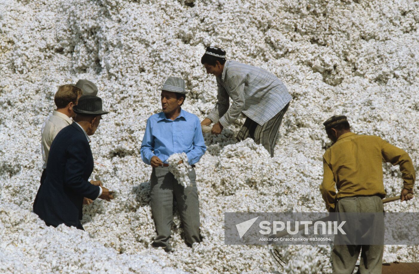 Cotton harvest of new variety bred by breeder Bobo Sanginov