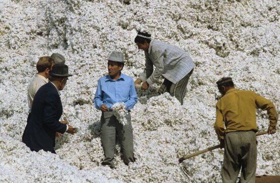 Cotton harvest of new variety bred by breeder Bobo Sanginov