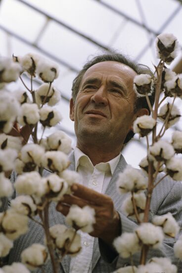 Bobo Sanginov, distinguished cotton breeder
