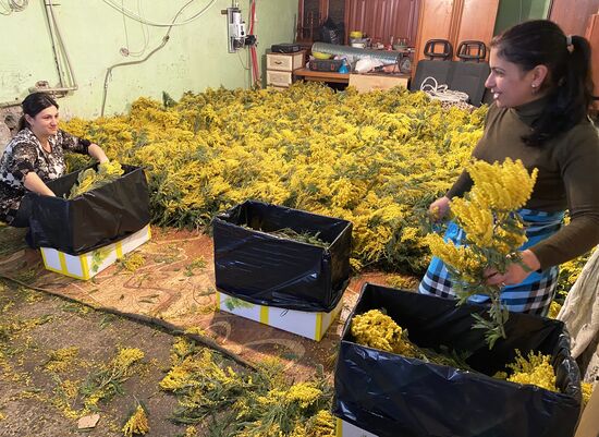 Abkhazia Women's Day Preparations