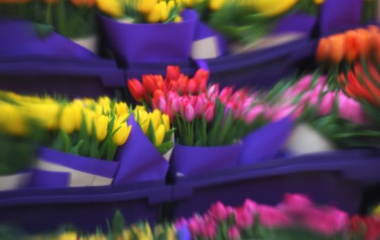 Russia Flower Festival