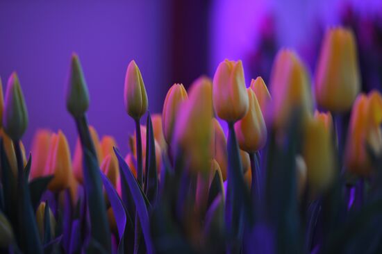 Russia Flower Festival