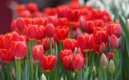 Russia Flower Festival