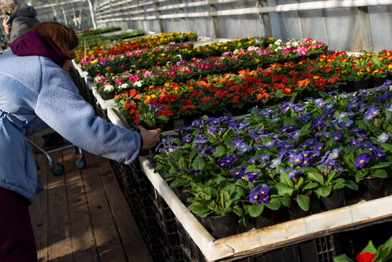 Russia Flowers
