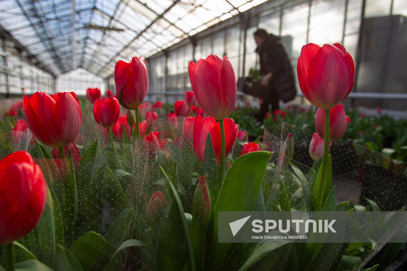 Russia Flowers