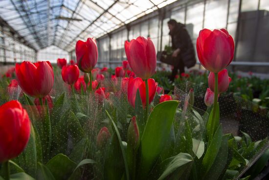 Russia Flowers