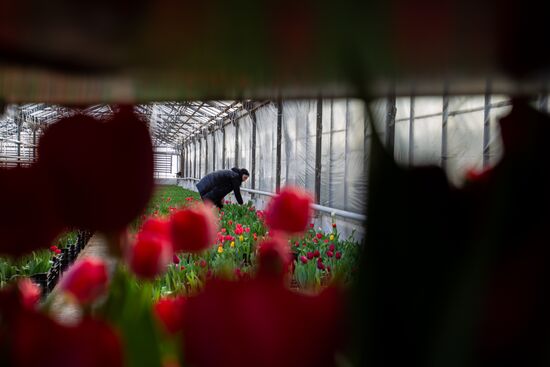 Russia Flowers