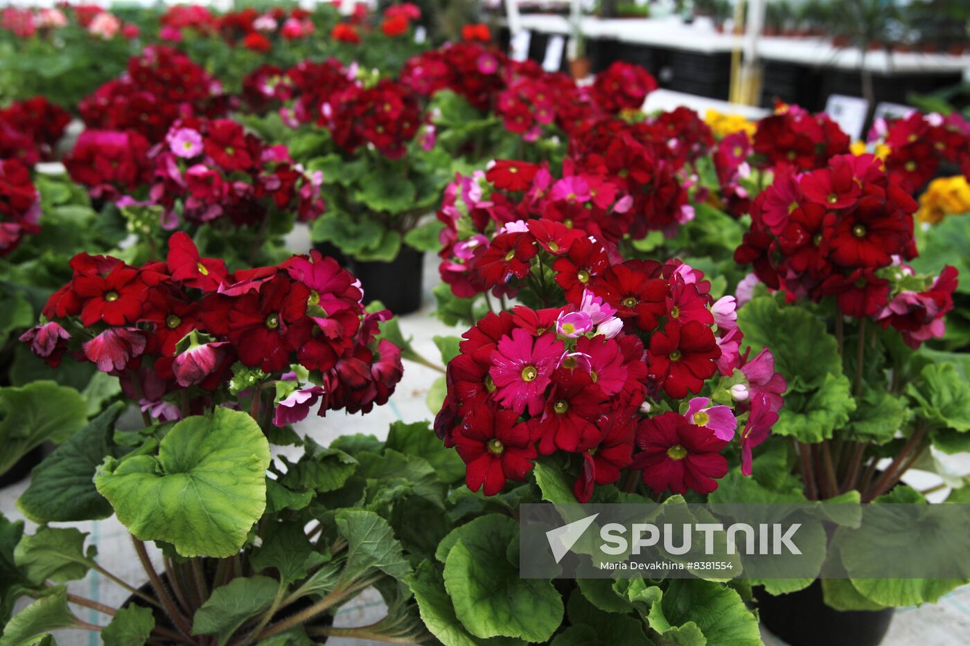 Russia Flowers