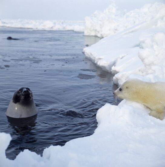 Harp seal (Pagophilus groenlandicus)