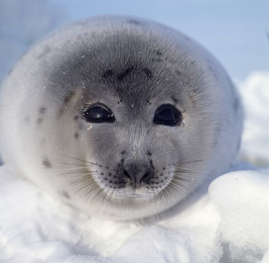 Harp seal (Pagophilus groenlandicus)