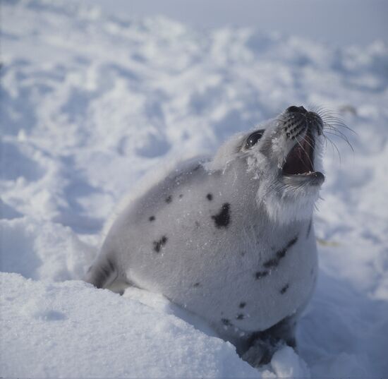 Harp seal (Pagophilus groenlandicus)