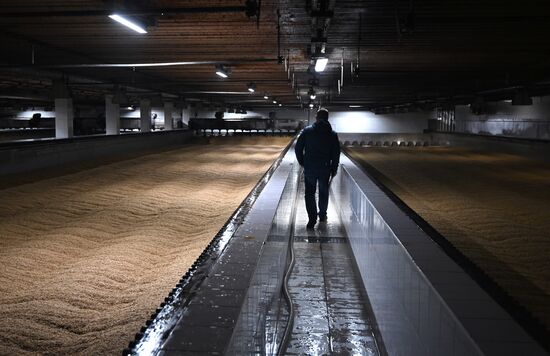 Russia Brewing Industry