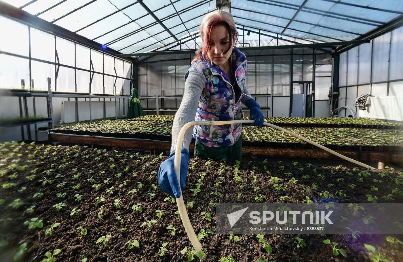 Russia Flowers