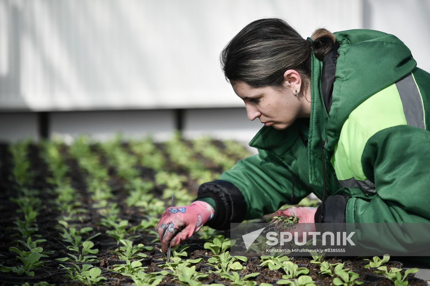 Russia Flowers