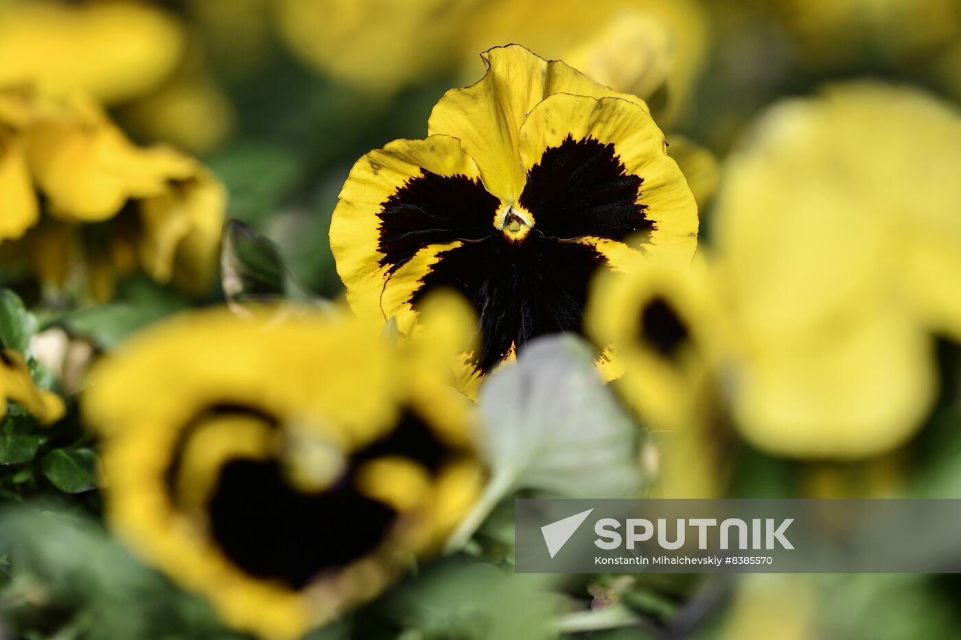 Russia Flowers