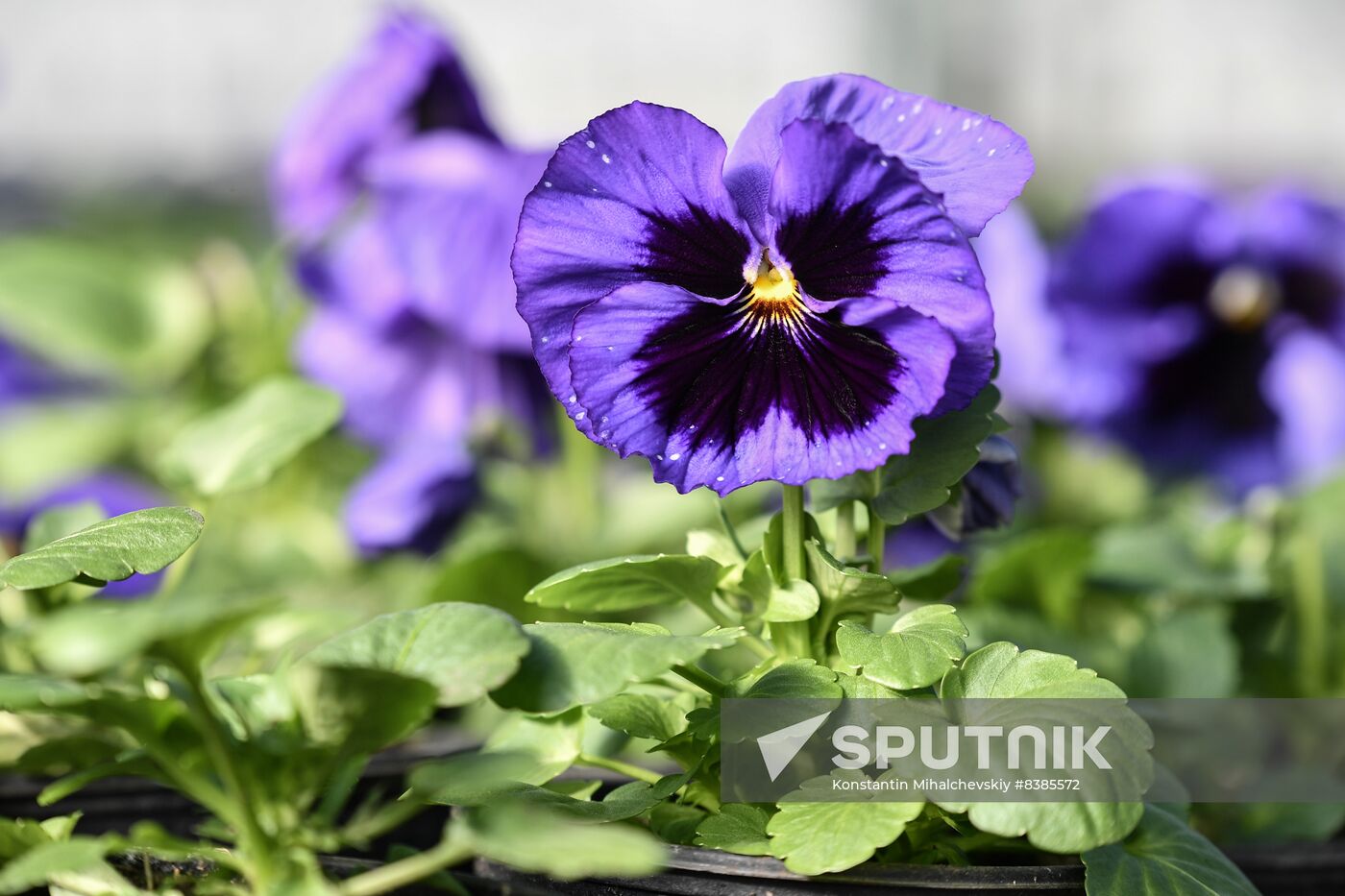 Russia Flowers