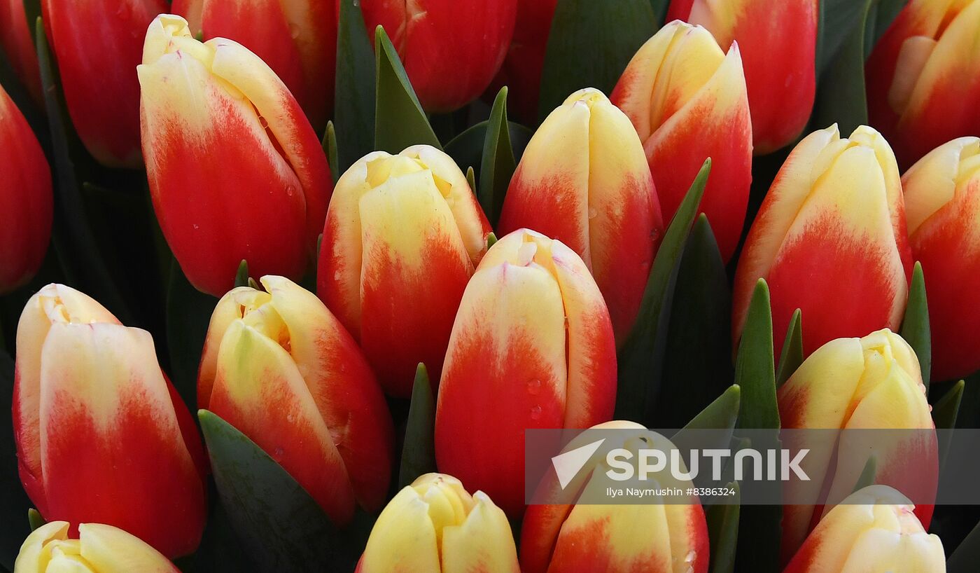 Russia Women’s Day Flower Sales