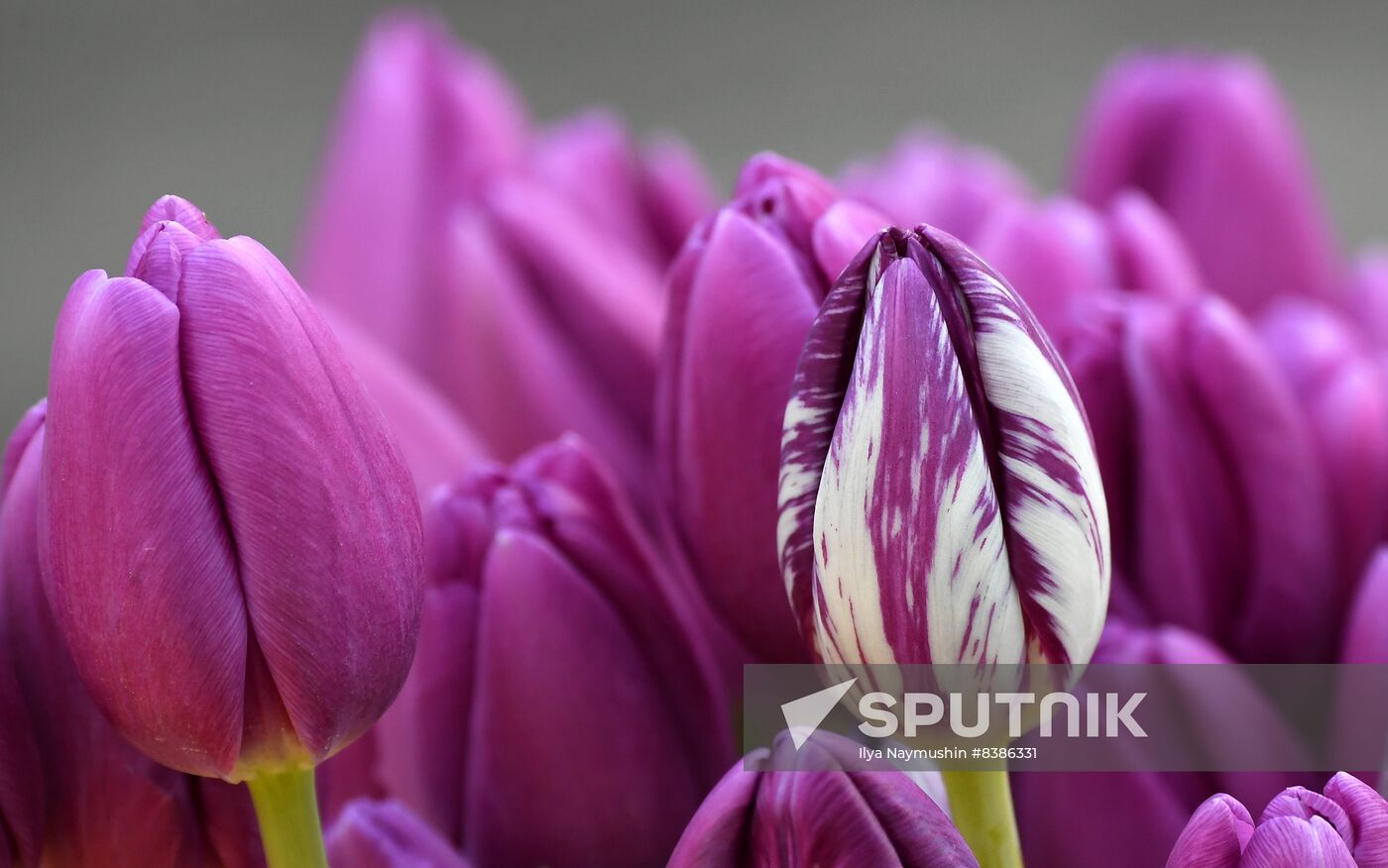 Russia Women’s Day Flower Sales