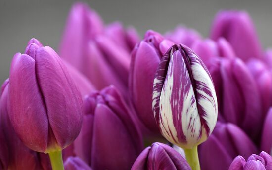 Russia Women’s Day Flower Sales