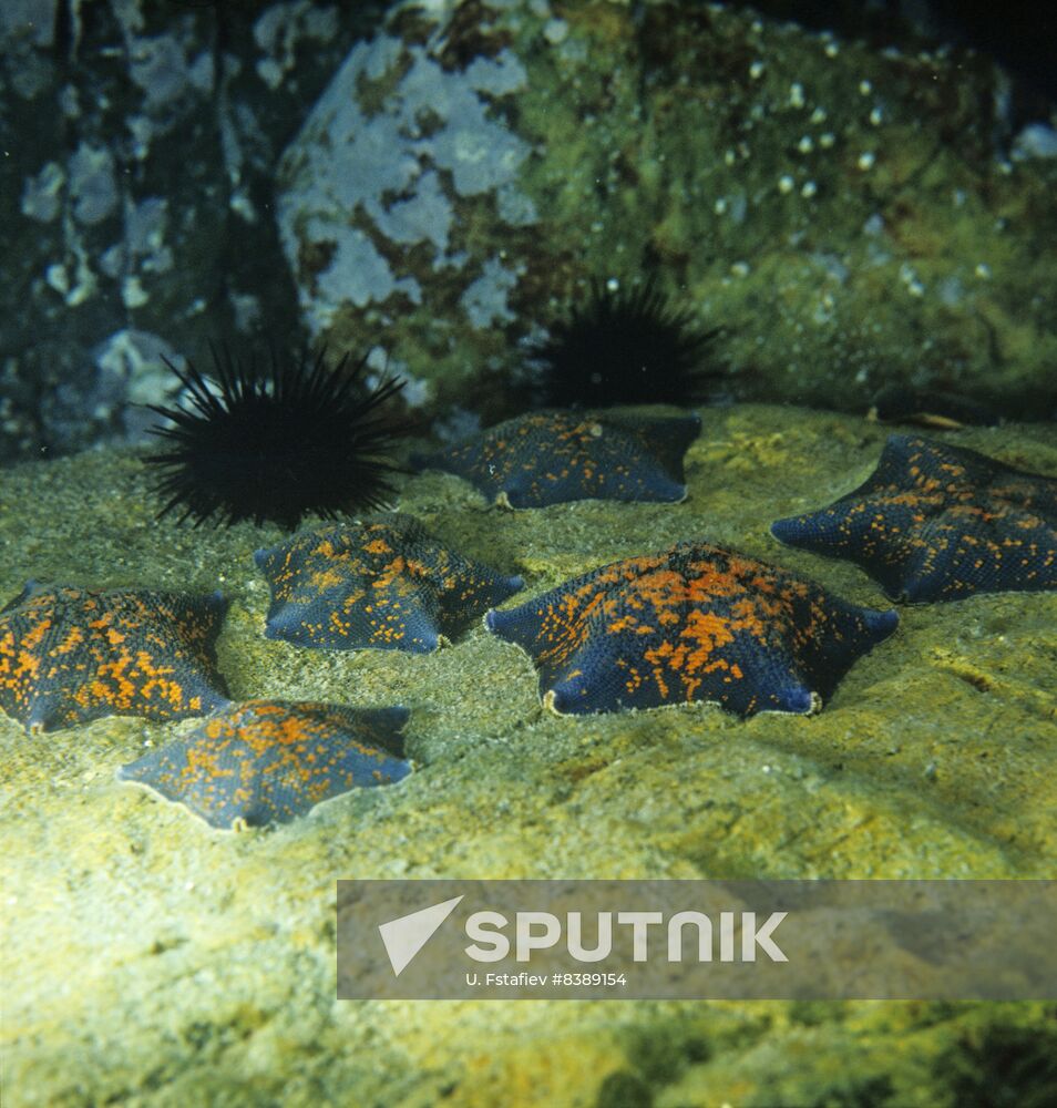 Pacific Ocean underwater scenery