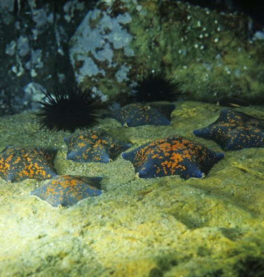 Pacific Ocean underwater scenery