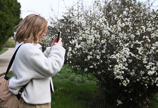 Russia Environment Flowers Blossom
