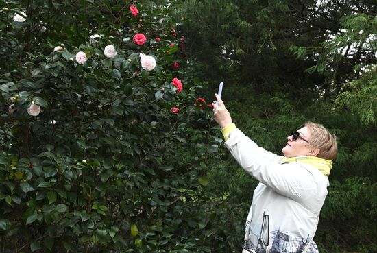 Russia Environment Flowers Blossom