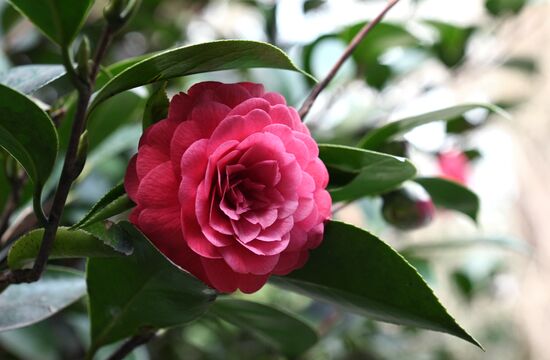 Russia Environment Flowers Blossom