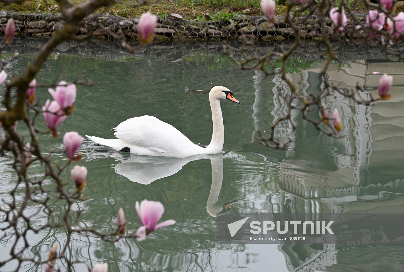 Russia Environment Flowers Blossom