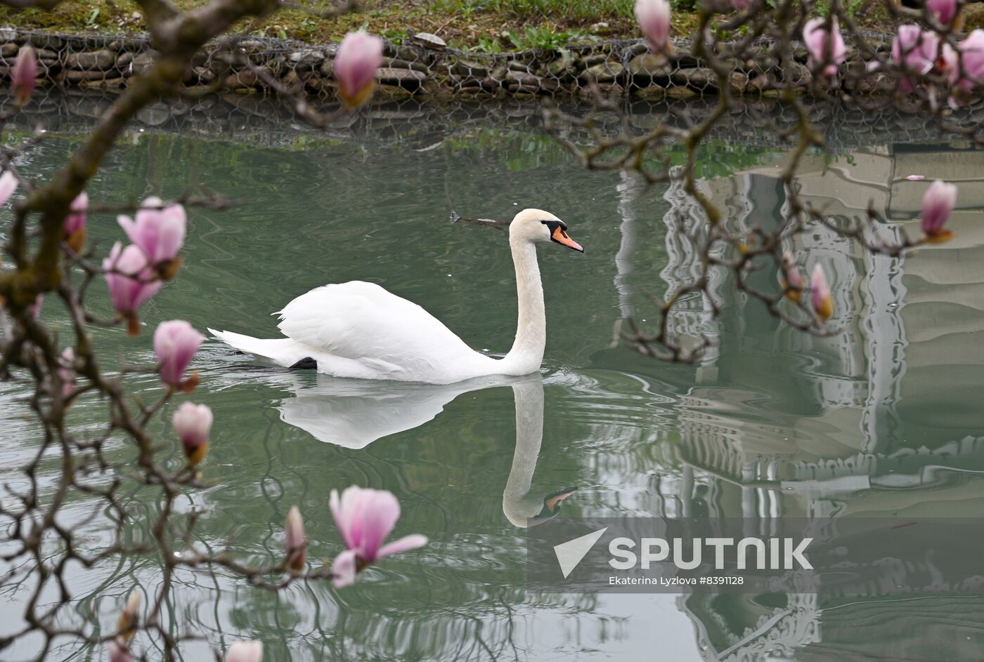 Russia Environment Flowers Blossom