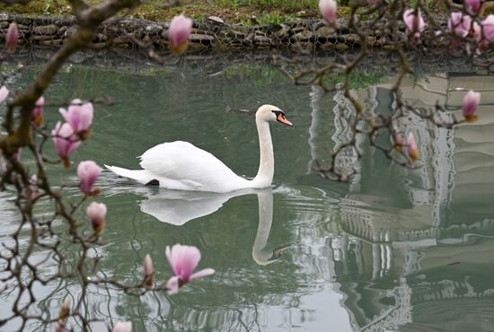 Russia Environment Flowers Blossom