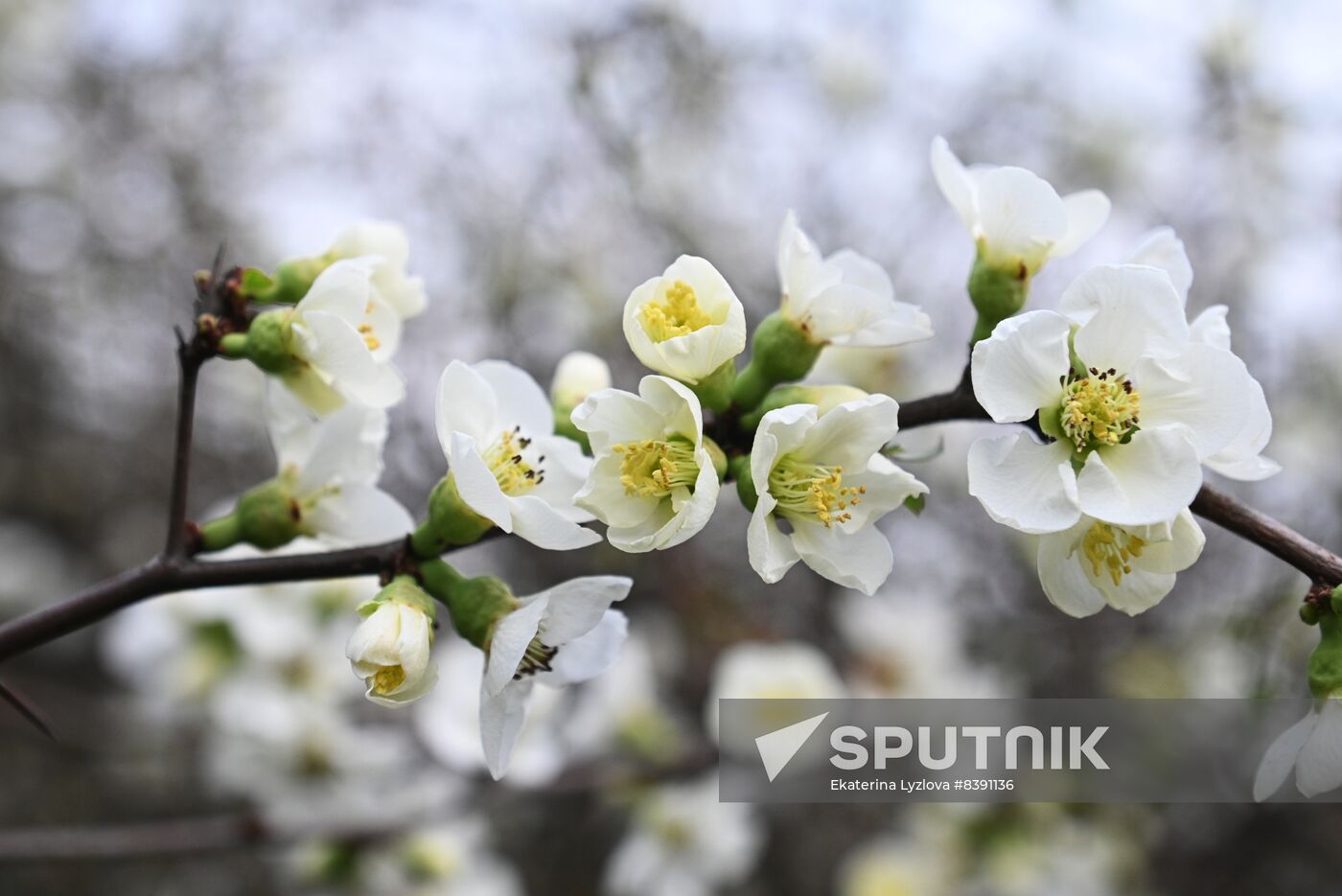 Russia Environment Flowers Blossom