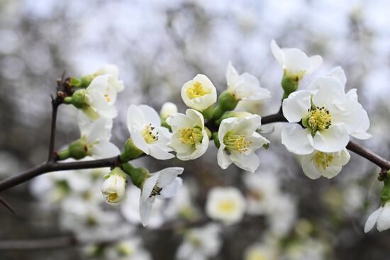 Russia Environment Flowers Blossom