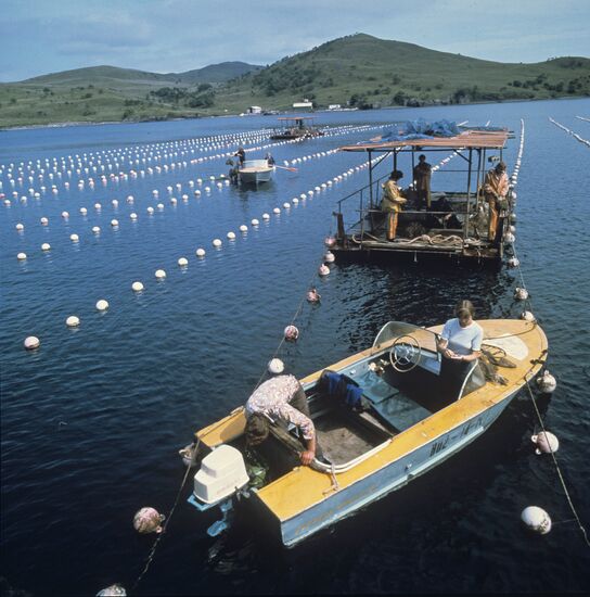 Lagoons for breeding and growing aquatic cultures