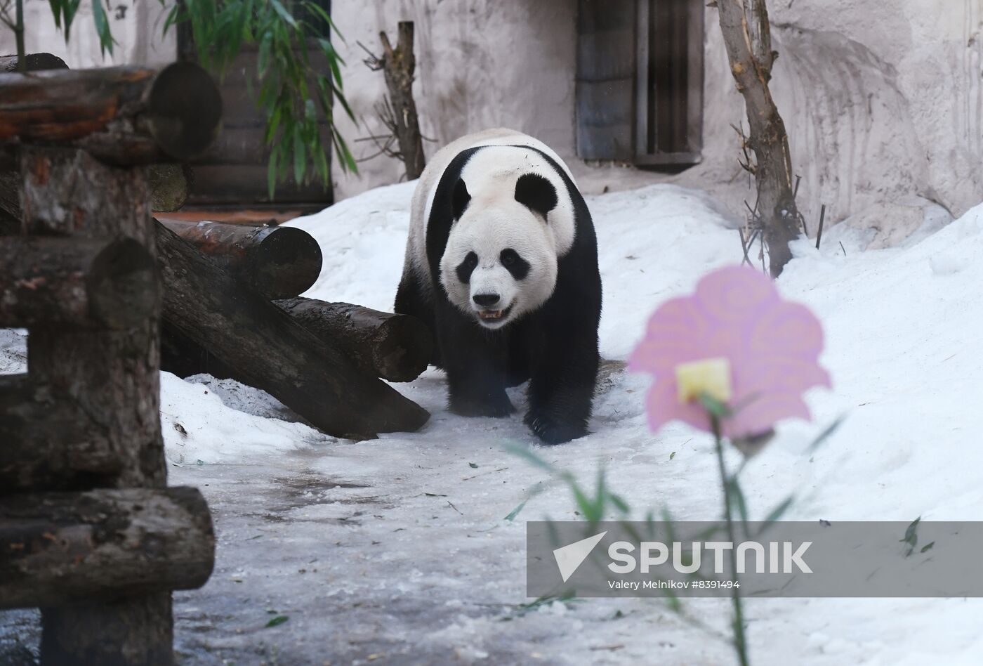 Russia Zoo Pandas