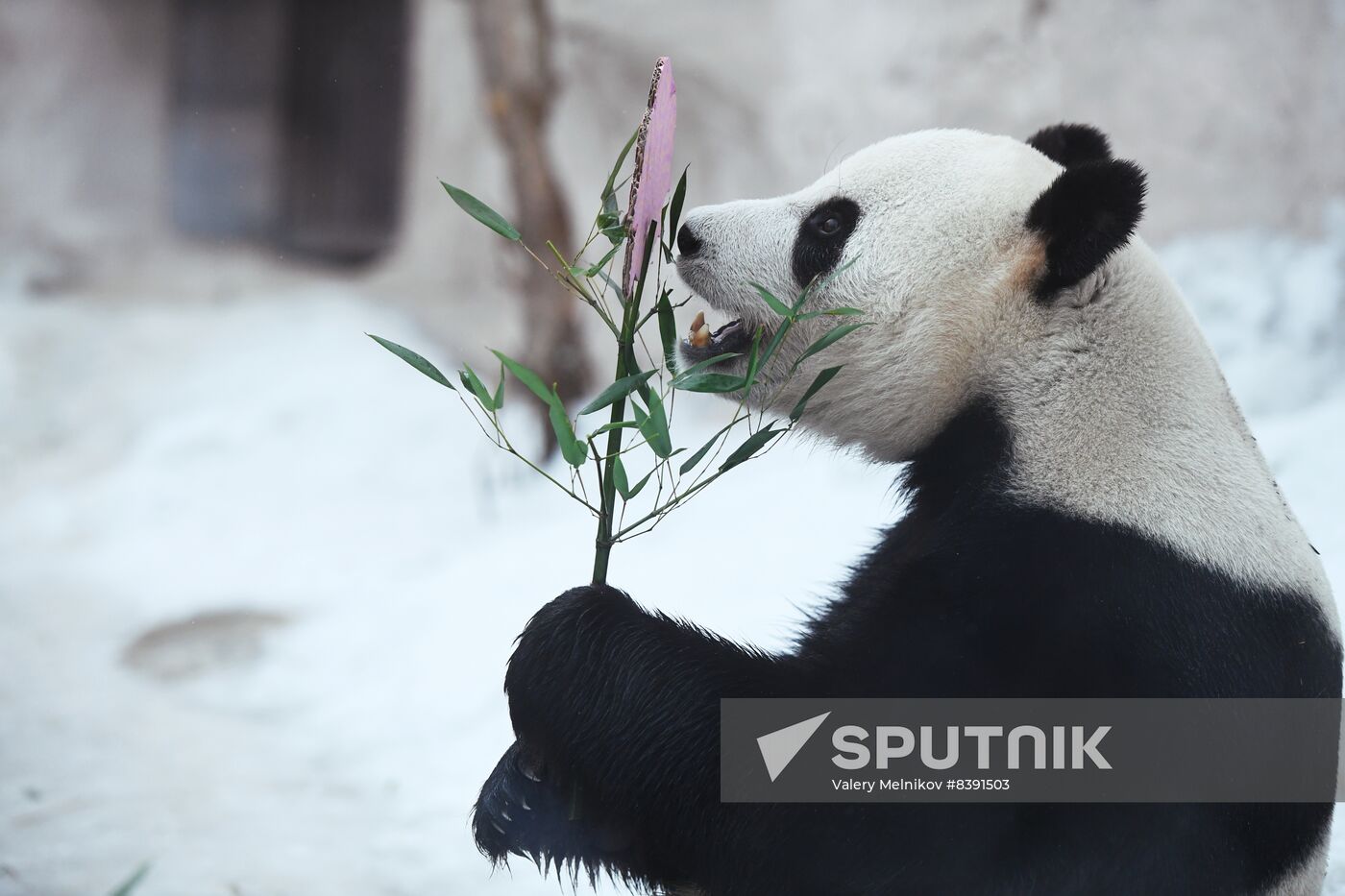 Russia Zoo Pandas