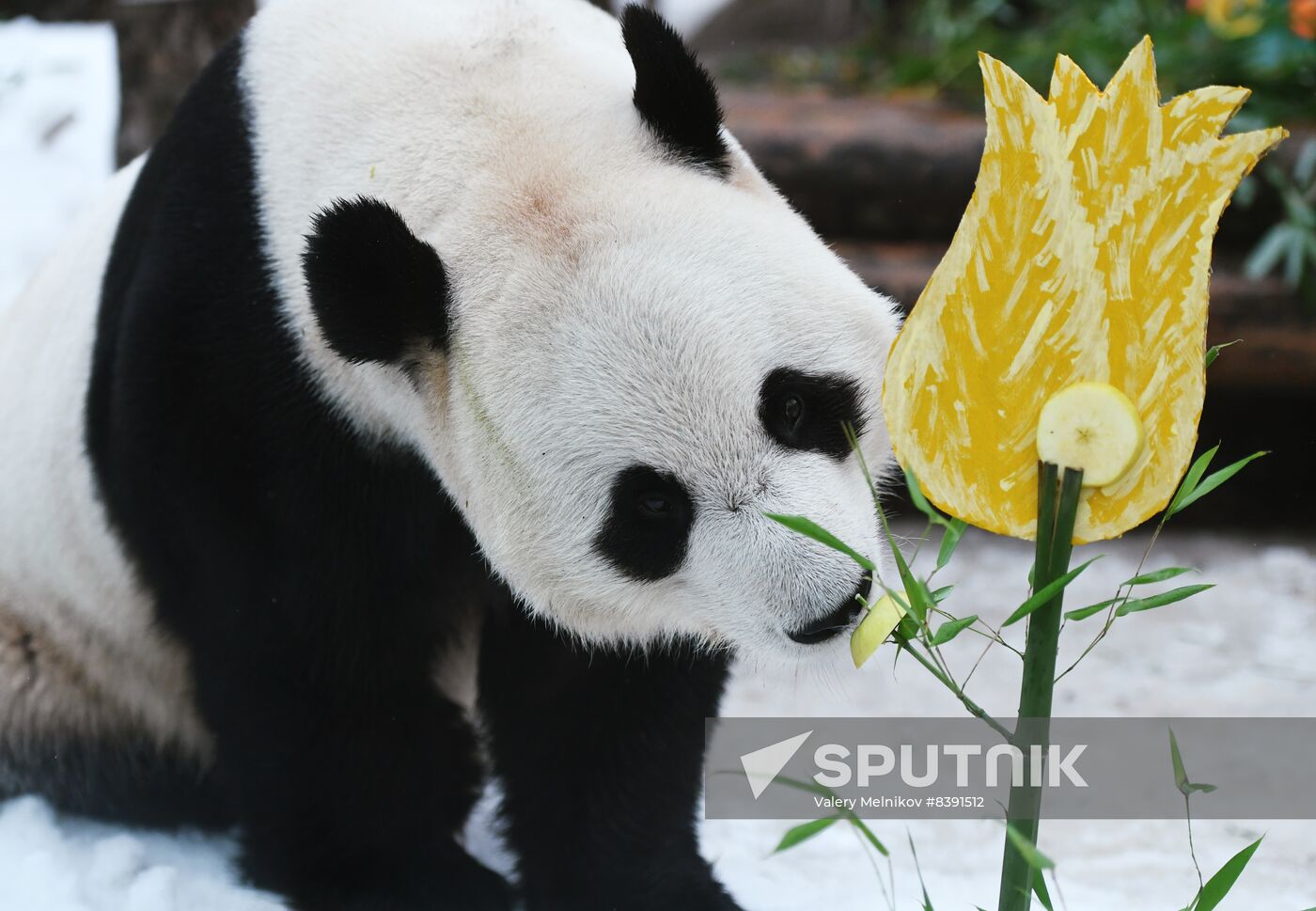 Russia Zoo Pandas